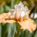 Giaggiolo o Iris germanica Château d'Auvers sur Oise
