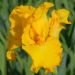 Giaggiolo o Iris germanica Gold Galore