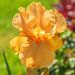 Giaggiolo o Iris germanica Good Show
