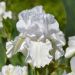 Giaggiolo o Iris germanica Immortality