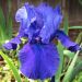 Giaggiolo o Iris germanica Mer du Sud