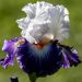 Giaggiolo o Iris germanica Noctambule