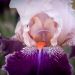 Giaggiolo o Iris germanica Robe du soir