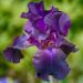 Giaggiolo o Iris germanica Rosalie Figge