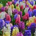 Giacinti da cespuglio in mix