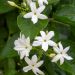 Gelsomino arabo o  Jasminum sambac