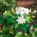 Gelsomino Officinale bianco - Jasminum Officinale