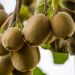 Kiwi o Actinidia deliciosa Solissimo (autfertile)