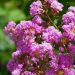 Mirto crespo o Lagerstroemia Enduring® Lavender