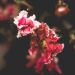 Mirto crespo o Lagerstroemia Berlingot Menta