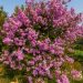 Mirto crespo o Lagerstroemia Jacqueline Desmartis