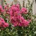 Mirto crespo o Lagerstroemia La Mousson