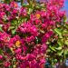 Mirto crespo o Lagerstroemia Margaux