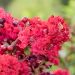 Mirto crespo o Lagerstroemia Périgord Pourpre