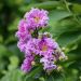Mirto crespo o Lagerstroemia Petit Canaille Mauve