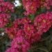 Mirto crespo o Lagerstroemia Saint-Emilion