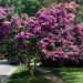 Mirto crespo o Lagerstroemia Souvenir d'Hubert Puard