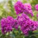 Mirto crespo o Lagerstroemia Terre Chinoise