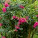 Mirto crespo o Lagerstroemia Mimie Fuchsia