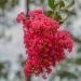 Mirto crespo o Lagerstroemia Dynamite