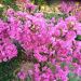 Mirto crespo nano o Lagerstroemia Mimie ® Rose