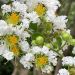 Mirto crespo o Lagerstroemia Pixie White