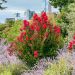 Mirto crespo o Lagerstroemia Red Imperator