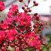 Mirto crespo o Lagerstroemia Terrazza Rossa