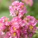 Mirto crespo o Lagerstroemia Rose Thé