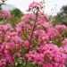 Mirto crespo o Lagerstroemia Rose Fuchsia