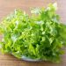 Lattuga da taglio bowl verde