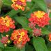 Lantana EVITA Red