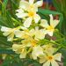 Oleandro o Nerium oleander Isle of Capri