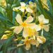 Oleandro o Nerium oleander Souvenir des Iles Canaries