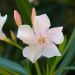 Oleandro o Nerium oleander Alsace