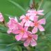 Oleandro o Nerium oleander Emilie