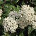 Viburno tino o Viburnum tinus 