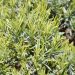 Lavanda o Lavandino Platinum Blonde