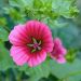 Lavatera Burgundy Wine