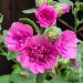 Lavatera Princess Pink
