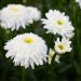 Leucanthemum maximum Wirral Supreme  - Margherita doppia a grandi fiori