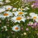 Grande margherita o Leucanthemum superbum Becky