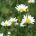 Margherita comune o Leucanthemum vulgare