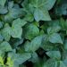 Edera o Hedera Shamrock