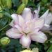 Giglio orientale Roselily Anouska