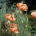 Giglio o Lilium splendens lancifolium