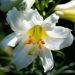 Giglio o Lilium regale