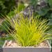 Graminacea Lomandra Miner's Gold