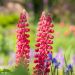 Lupinus Mon Chateau - Lupino rosso