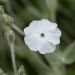 Lychnis coronaria o Cotonaria bianca